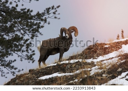 Yellowstone Park Wyoming Winter Snow Big Horn Sheep Royalty-Free Stock Photo #2233913843