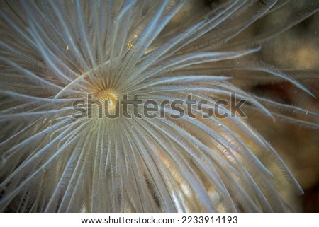 Close view of tube worm underwater in the Mediterranean Sea Royalty-Free Stock Photo #2233914193