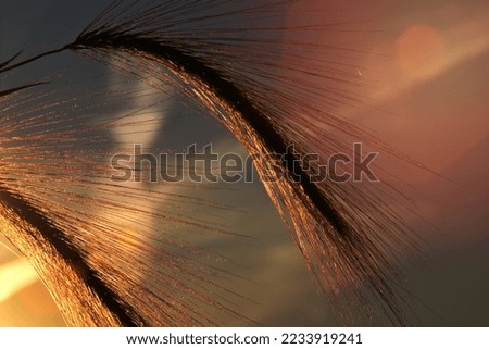 Foxtail barley lit by setting sun in scenic Saskatchewan