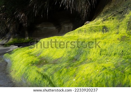 New Zealand nature sea landscape during low tide. Ultra green seaweed on a wet shore wall. Satisfying green shore line. Fun nature background.  rocks are covered with large amounts of seaweed
