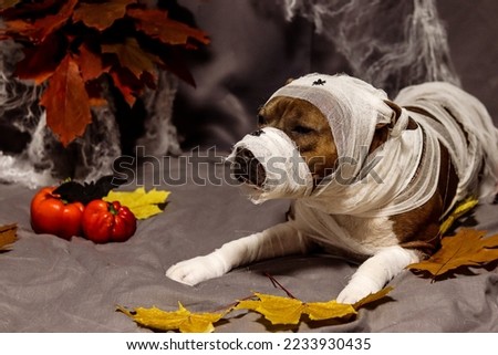 American Staffordshire Terrier in the form of a mummy. Amstaff against the backdrop of a Halloween entourage with cobwebs and autumn foliage. Autumn photo portrait of a dog with spiders on its nose