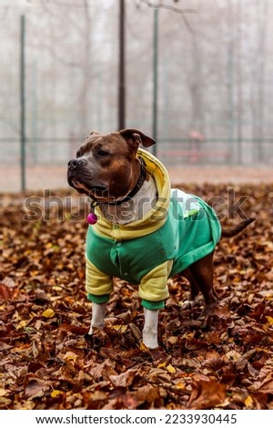 American Staffordshire Terrier in clothes stands in fallen leaves. Attentive amstaff concentrations. autumn photo portrait