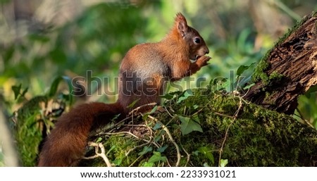 Red Squirrel on the Island of Anglesey 