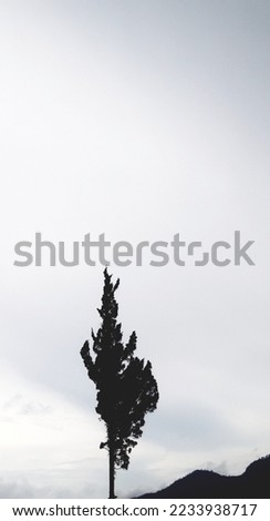 pine tree on cloudy day close up photo