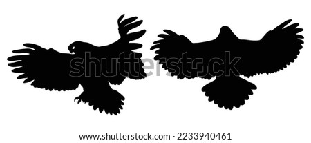 Buzzard silhouette. Common Buzzard bird silhouette isolated on white background. raptor 