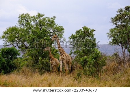 Giraffe herd, family standing together on safari on a hot summers day