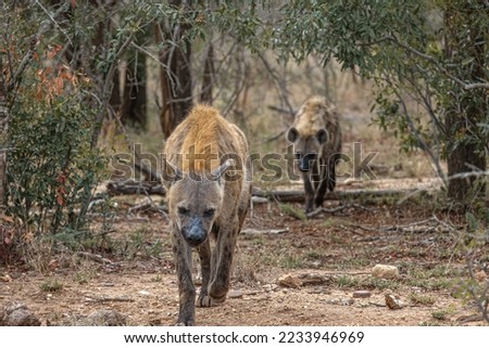 Hyena, detail portrait. Spotted hyena, Crocuta crocuta, angry animal near the water hole, dark forest with trees. Animal in nature, Wildlife Africa.