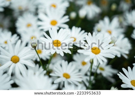 Macro photography of white flowers