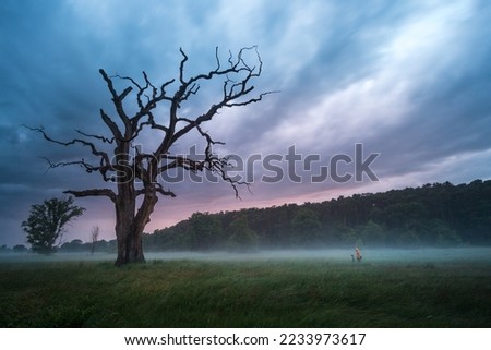 Photographer taking a picture of old and majestic oak trees in the dark.  It is Europe's largest group of monumental oak trees, located within the Rogalin Landscape Park.