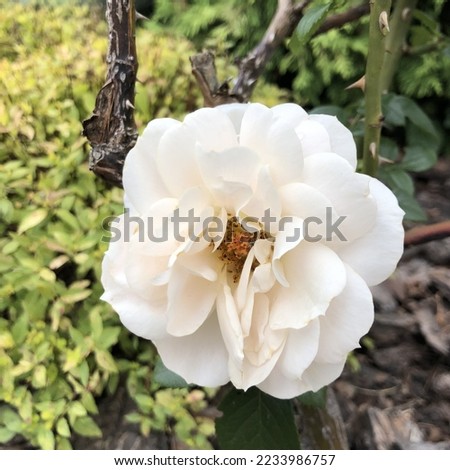 Macro photo blooming rose. Stock photo blooming white rose flower