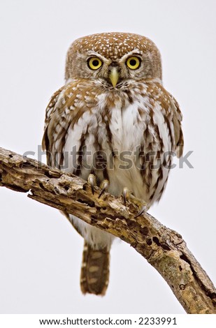 Full frontal picture of a Pearlspotted Owl; glaucidium perlatum; South Africa