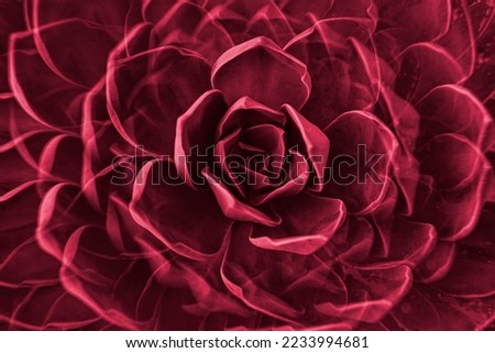 Rock rose succulent plant leaves rosette closeup. Abstract floral pattern. Image toned in color of the year 2023 viva magenta Royalty-Free Stock Photo #2233994681