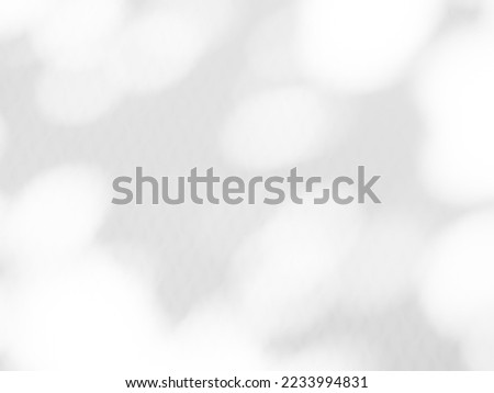 Abstract Background Shadow Leaves From window House Effect,Overlay Construction Concrete Grey Cement Wall backdrop,Premium Design Mock up Banner Card Poster for Presentation Atumn Season Concept.