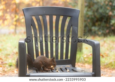 Squirrel with several nuts on a chair