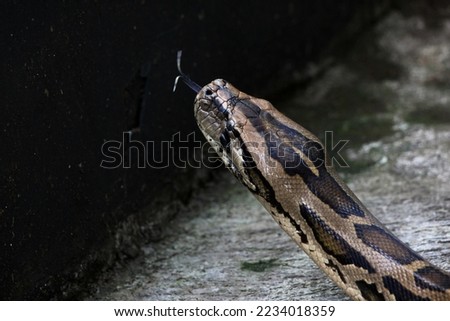 SOUTH-EAST-ASIAN-ROCK-PYTHON Stock Photos and Images - Avopix.com
