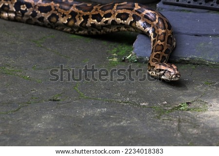 SOUTH-EAST-ASIAN-ROCK-PYTHON Stock Photos and Images - Avopix.com
