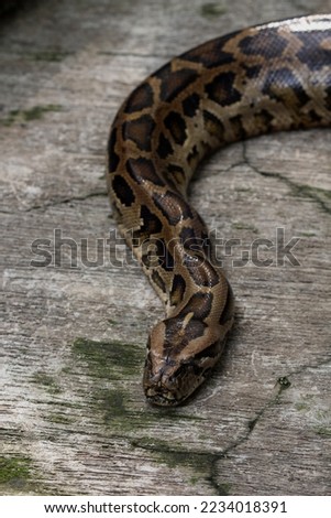 SOUTH-EAST-ASIAN-ROCK-PYTHON Stock Photos and Images - Avopix.com