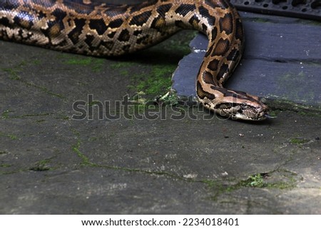 SOUTH-EAST-ASIAN-ROCK-PYTHON Stock Photos and Images - Avopix.com