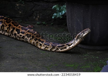 SOUTH-EAST-ASIAN-ROCK-PYTHON Stock Photos and Images - Avopix.com