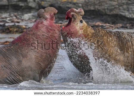 Southern Elephant Seal (Mirounga leonina) fights with a rival for control of a large harem of females during the breeding season on Sea Lion Island in the Falkland Islands. Royalty-Free Stock Photo #2234038397