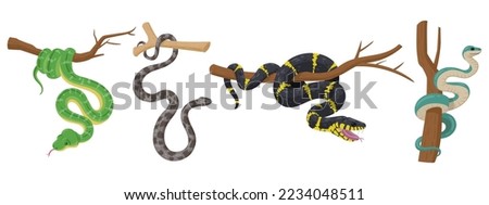 Cartoon tree snakes. Tropical wildlife reptiles, exotic poisoned serpents, python and anaconda flat vector illustration set on white background