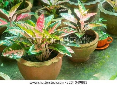 Aglaonema foliage in water jar or pot at home, Spring Snow Chinese Evergreen, Exotic tropical leaf, Chinese Evergreen background, plant house air purifying tree healthy concept, Small park is set. Royalty-Free Stock Photo #2234049883