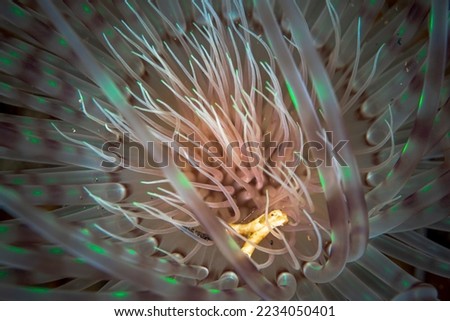 Close view of tube worm underwater in the Mediterranean Sea Royalty-Free Stock Photo #2234050401
