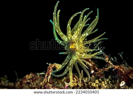 Close view of tube worm underwater in the Mediterranean Sea Royalty-Free Stock Photo #2234050405