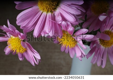 still life photography with pink flowers in vase