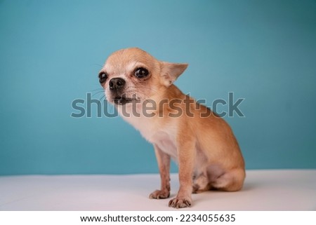Beautiful cute little small sad upset miserable dog, unhappy mexican Chihuahua puppy isolated on blue background