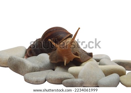 A large snail Achatina from the shell lies on the stones. Isolate on a white background.