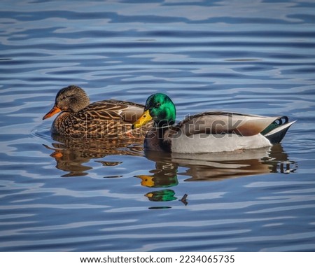 A Mallard Couple in Pond