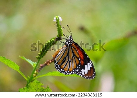Pictures of Male Monarch Butterfly. The monarch butterfly or simply monarch (Danaus plexippus) is a milkweed butterfly (subfamily Danainae) in the family Nymphalidae. Other common names, depending on 