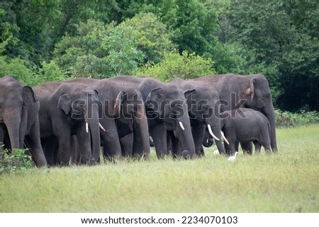 Elephants and tuskers  in National Park of Sri Lanka