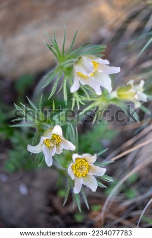 Pulsatilla vernalis (spring pasqueflower, arctic violet, lady of the snows) is a species of flowering plant in the family Ranunculaceae, native to mountainous habitats in Europe.