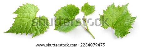 Grape leaf isolated. Young grape leaves with branch and tendrils on white background. Grape leaf collection on white. Full depth of field. Royalty-Free Stock Photo #2234079475