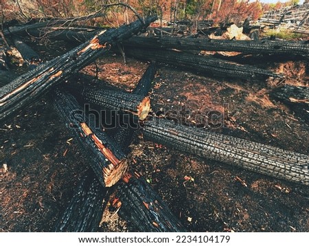 Tragedy. Burnt forest in the first zone of the national park Bohemia Switzerland, Czechia. Firemen cut trees for better extinguish the fire Royalty-Free Stock Photo #2234104179