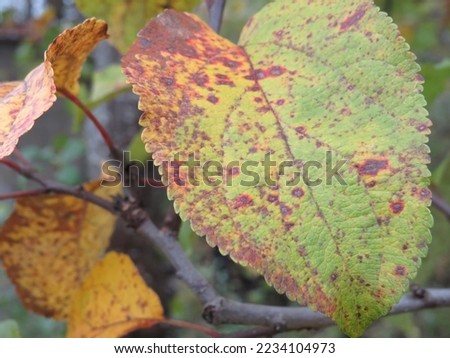 leaves with interesting coloring and texture on a tree branch on an autumn day