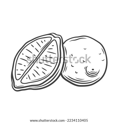 Lemon set line icon vector illustration. Hand drawn outline whole and half of fresh citrus fruit with seeds and peel, chopped lemon or lime sections, food ingredient for lemonade, citric detox juice