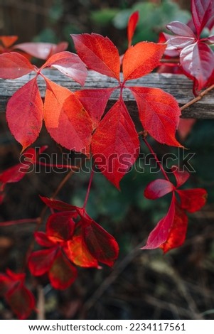 Foliage. Autumn leaves background. Macro shot of ivy leaves turning red.