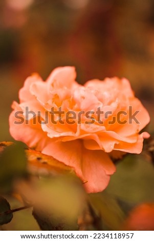 Peach-pink rose flower with blurry background