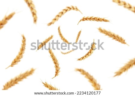 Falling Wheat isolated on white background, selective focus Royalty-Free Stock Photo #2234120177