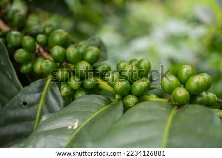 Close up photo of green coffee bean when spring season. The photo is suitable to use for nature background, content social media and fruit poster.