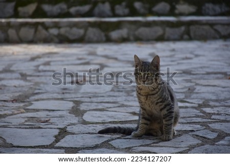 a cat on the street