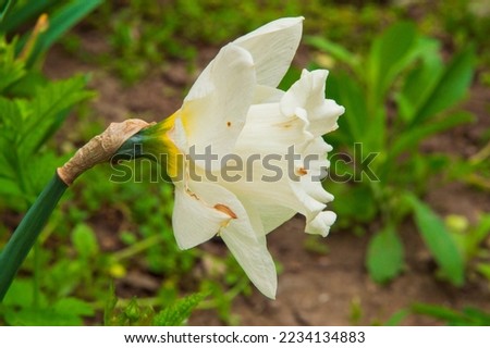close-up: trumpet daffodil mount hood with white petals and pale yellow pestil captured sidewise from the right side