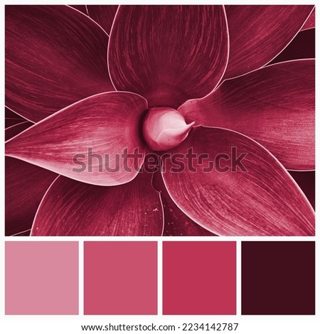 Color palette of agave plants colored by Viva Magenta of the year 2023. Trendy rose and magenta color card with color samples
