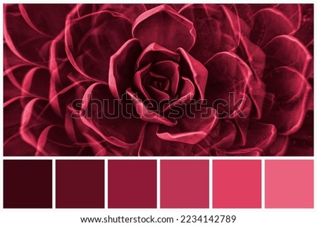 Color palette of succulent plants colored by Viva Magenta of the year 2023. Trendy rose and magenta color card with color samples