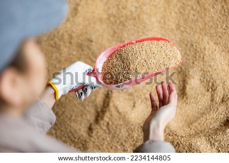 Closeup of red scoop with grinded soy husk in hands of female farmer checking quality of livestock feed in farm storage.. Royalty-Free Stock Photo #2234144805