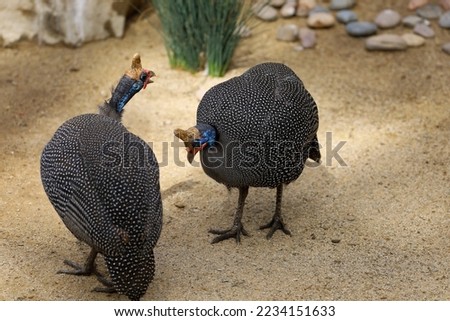 View of two helmeted guineafowl birds.