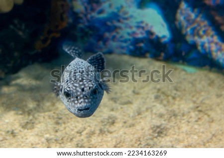 A black white spotted puffer fish Arothron meleagris Royalty-Free Stock Photo #2234163269